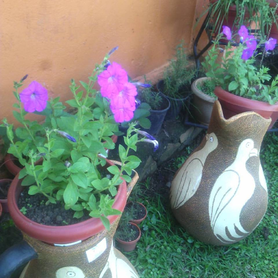 Maua and More Kensington Shopping Boulevard, Kensington Luxury Heights Kyanja, Kampala, Uganda, Gardeners, Gardens, Kampala Uganda Gardening and Landscaping, Home Decor, Interior & Exterior Design, Herbs, Flowers, Flower Pots Kampala Uganda, Ugabox